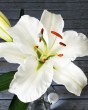 Lilium Casa Blanca